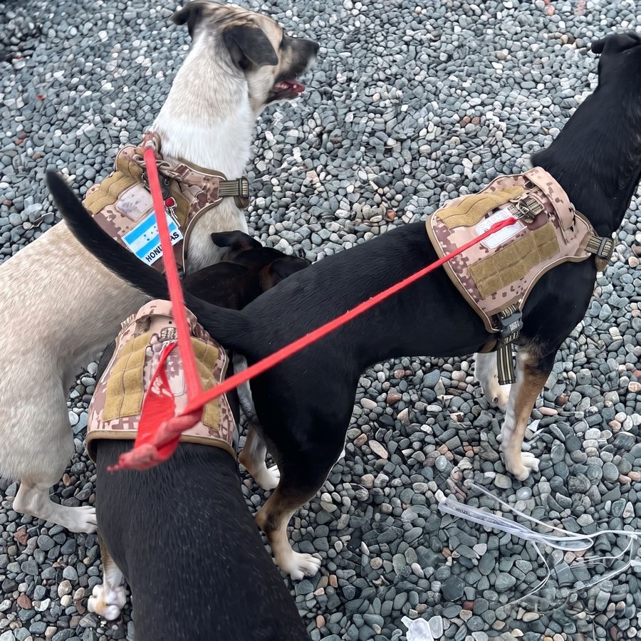 Manejo especializado de carga de animal vivo, perros con arnés de transporte